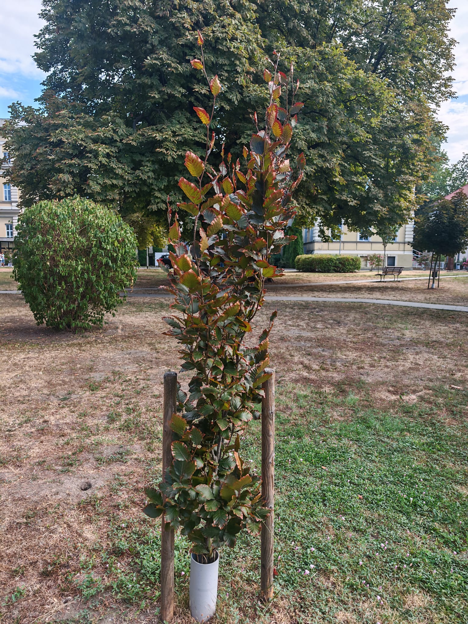 Mlado stablo bukve na suhom travnjaku