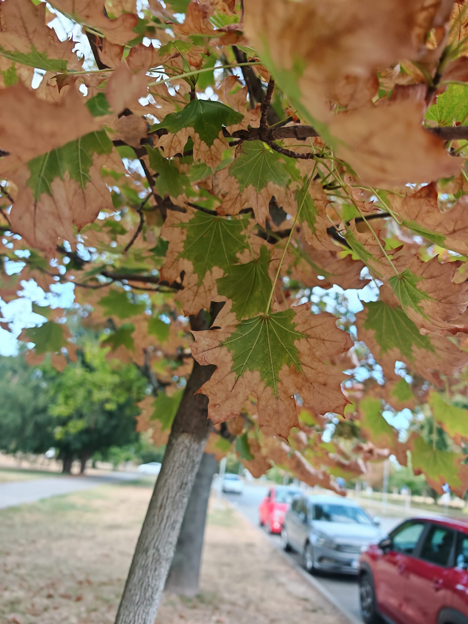 Oštećenja na listovima mladog stabla javora mliječa