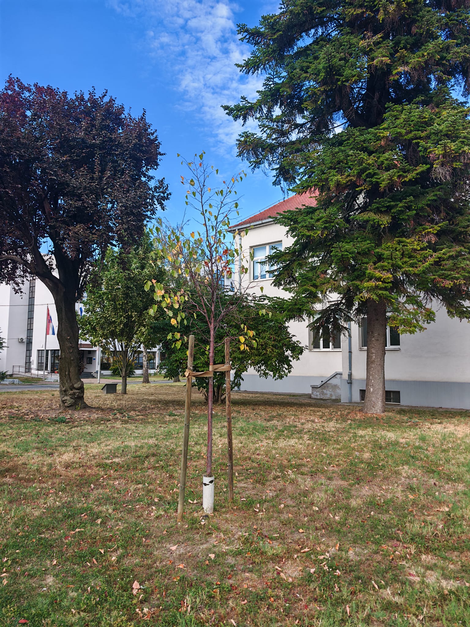 Mlado stablo s djelomično odbačenim i klorotičnim listovima uslijed suše