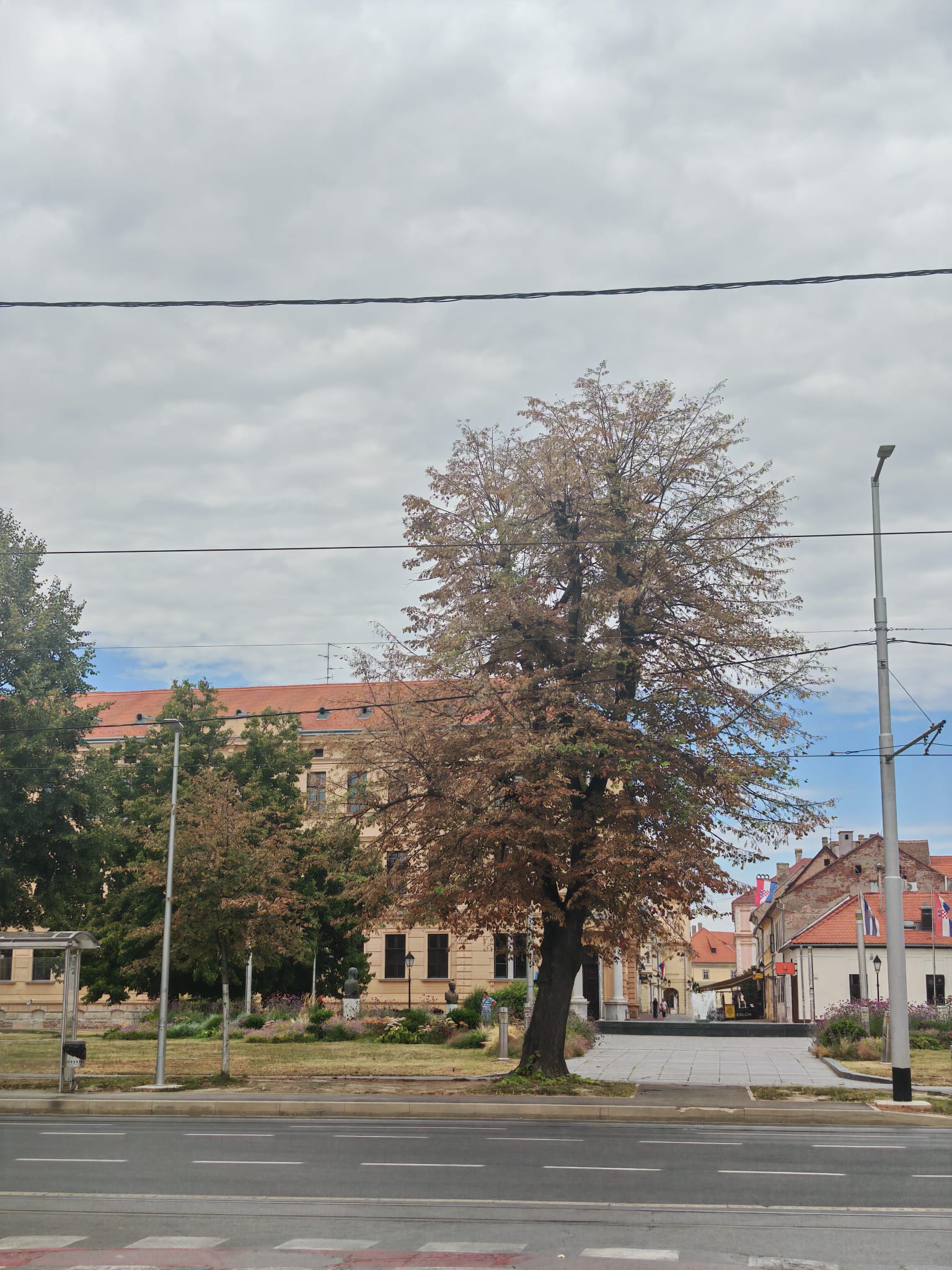 Odraslo stablo lipe s oštećenom krošnjom uslijed suše